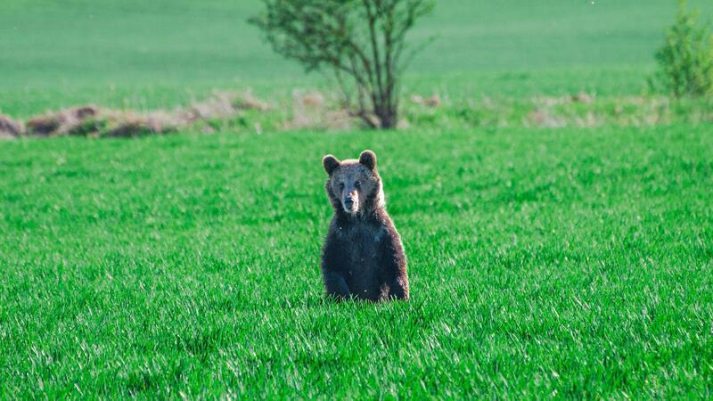 In den vergangenen Wochen wurden in der Slowakei mehrere Menschen bei unfreiwilligen Begegnungen mit Braunbären verletzt.