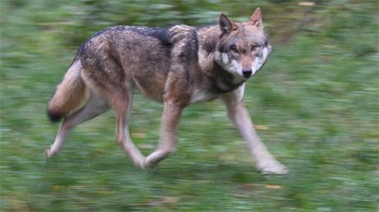 In den vergangenen sechs Wochen durfte rund um Farven ein Wolf getötet werden. (Symbolbild)