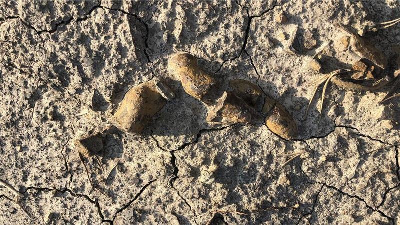 Kot- und Darm-Fossilien beschreiben Aufstieg der Dinosaurier In den versteinerten Fäkalien wurden unverdaute Nahrungsreste, Pflanzen und Teile von Beutetieren identifiziert.
