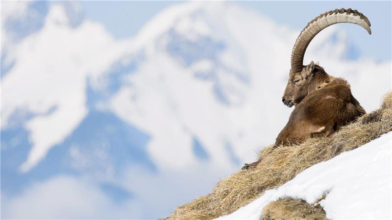 Natur im Fokus - Wenn Fotos Tiere stören In der Allgäuer Hochalpen gibt es spezielle Führungen zu den „Big Five“, wozu Steinbock, Steinadler, Gams, Murmeltier und Alpenschneehuhn zählen. (Archivbild)