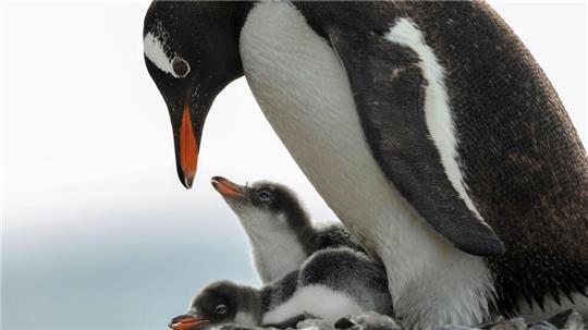 In der Antarktis leben Pinguin-Kolonien. 