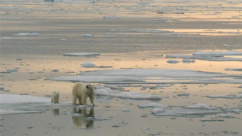 In der Arktis sollen vermehrt Bodenschätze ausgebeutet werden - trifft das auch die Eisbären?