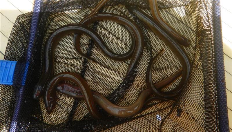 Aue leidet unter Verstopfung: Warum 6500 Kubikmeter Sand rausmüssen In der Aue leben bedrohte Arten, hier sind Neunaugen-Querder zu sehen.