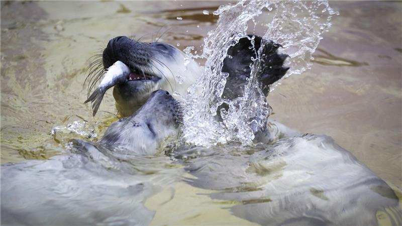 In der Aufzuchtstation werden die jungen Kegelrobben aufgepäppelt und auf die Auswilderung vorbereitet.