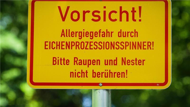 Hitze als Booster: Eichenprozessionsspinner werden zur Plage In der Berliner Hasenheide wird vor dem Eichenprozessionsspinner gewarnt.