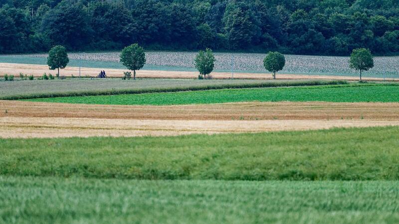 In der EU sollen mehr Bäume gepflanzt sowie Moore und Flüsse in ihren natürlichen Zustand zurückversetzt werden.