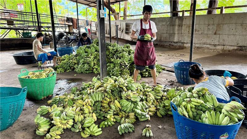 Die Elefantenflüsterin von Chiang Mai In der „Elefantenküche“ werden täglich Tausende Bananen für die Tiere vorbereitet.