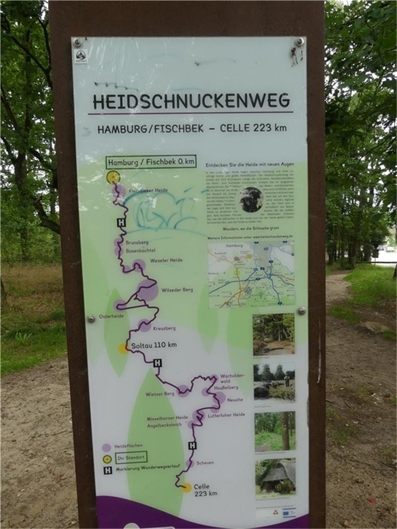 Mit den Schnucken in Ruhe wandern In der Fischbeker Heide beginnt der 223 Kilometer lange Heidschnuckenweg. Aber es gibt auch Kurzwanderwege und Rundtouren für Wanderer, Reiter und Radler. Foto: Knappe