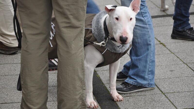Chaos um Hundesteuer-Erhöhung: Lenkt die Politik ein? Ein angeleinter Hund, der weitläufig als "Kampfhund" bezeichnet wird.