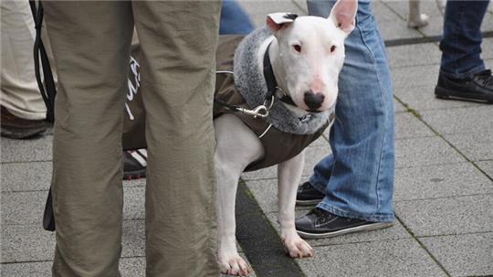 Ein angeleinter Hund, der weitläufig als "Kampfhund" bezeichnet wird.
