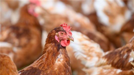 In der Grafschaft Bentheim gibt es auf einem großen Legehennenbetrieb einen Verdachtsfall auf Geflügelpest. (Symbolfoto)