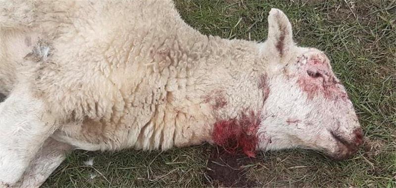 In der Nacht auf Montag sind in der Nähe von Lüdingworth einige Schafe und Lämmer einem Wolfsangriff zum Opfer gefallen. Es war nach längerer Zeit der erste bekannt gewordenen Zwischenfall mit Wölfen auf Lüdingworther Gebiet. Foto: red