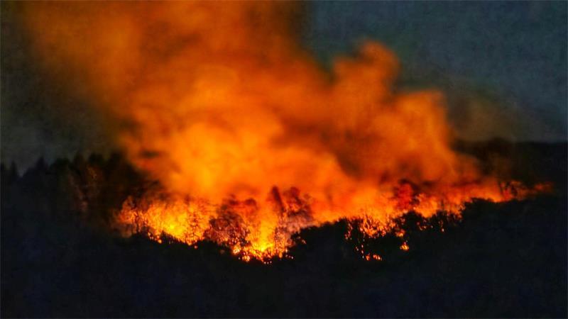 In der Nacht brannte es lichterloh in dem Waldgebiet in Rheinland-Pfalz.   