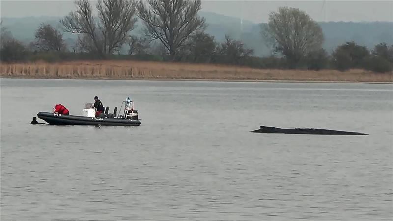 In der Nähe des gestrandeten Buckelwals (rechts) holt die Polizei am Abend eine Schwimmerin aus dem Wasser.