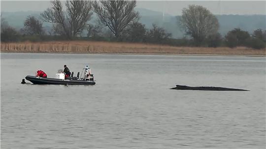 In der Nähe des gestrandeten Buckelwals (rechts) holt die Polizei am Abend eine Schwimmerin aus dem Wasser.