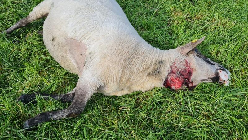 Sechs tote Schafe am Wochenende - Widerstand gegen Wolfspolitik wächst In der Nähe von Oldendorf tötete ein Wolf am Wochenende sechs Schafe.