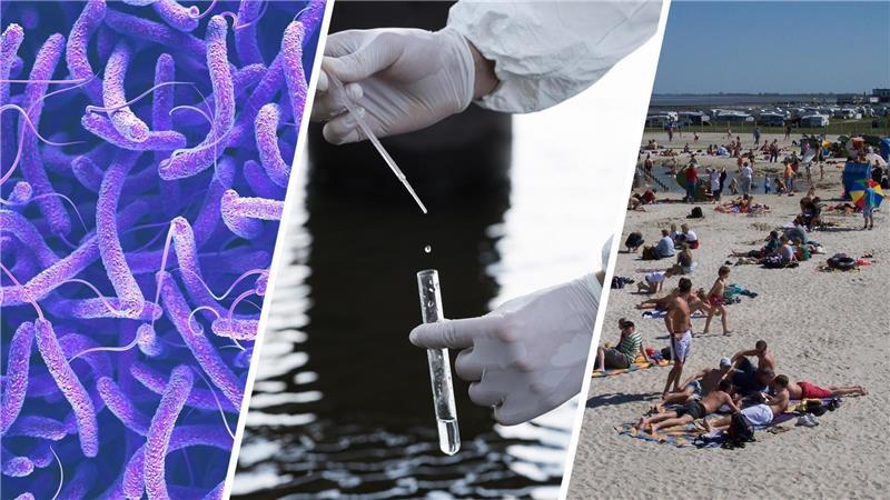 Vibrionen entdeckt: Warum in Butjadingen trotzdem keine Gefahr besteht In der Ostsee gab es zuletzt Infektionsfälle mit Vibrionen.