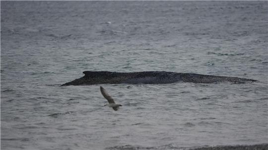 In der Ostsee ist ein Wal gestrandet.