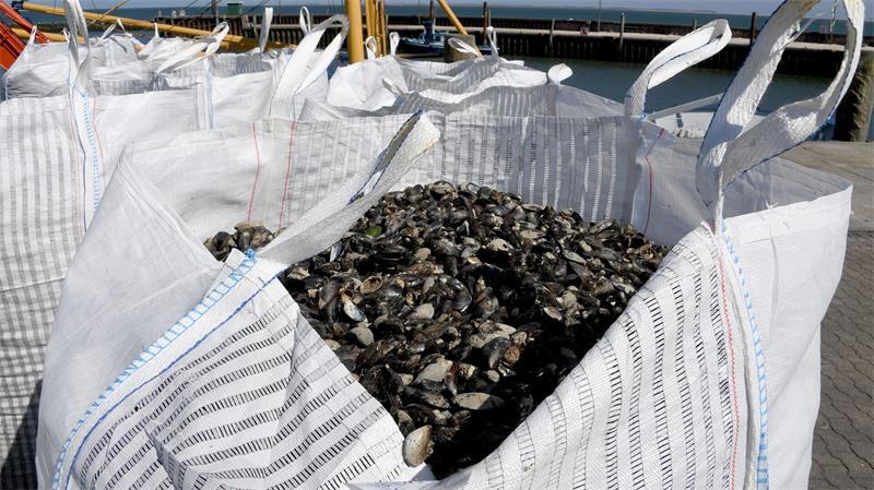 Zum Saisonstart - Wissenswertes rund um die Muschelzucht In der Ostsee werden anders als in der Nordsee kaum kommerziell Miesmuscheln gezüchtet (Archivbild)