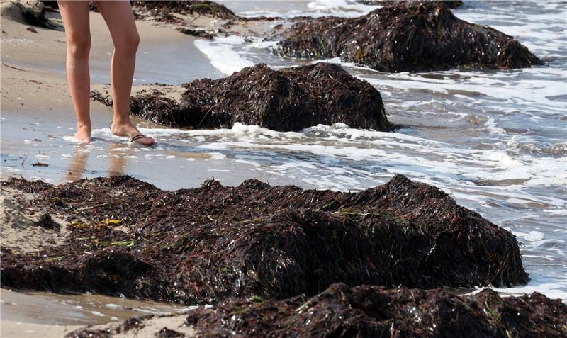 Urlauber (74) stirbt an Vibrionen-Infektion nach Ostsee-Bad In der Ostsee wurden auch in diesem Sommer bereits Vibrionen nachgewiesen. Foto: Bernd Wüstneck/dpa