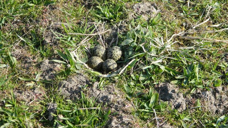 In der Regel befinden sich vier Eier in einem Kiebitz-Nest.