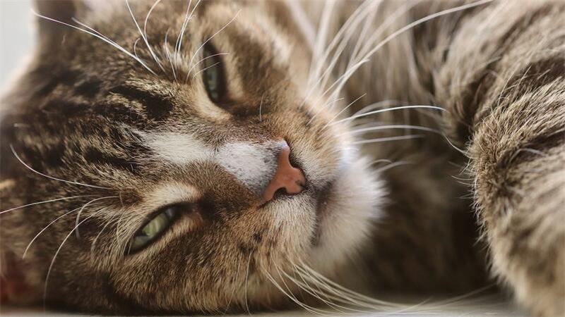 Kater tot: Horneburger Polizei warnt vor Giftködern In der Samtgemeinde Horneburg ist ein Kater gestorben - vermutlich hatte das Tier Giftköder gefressen.