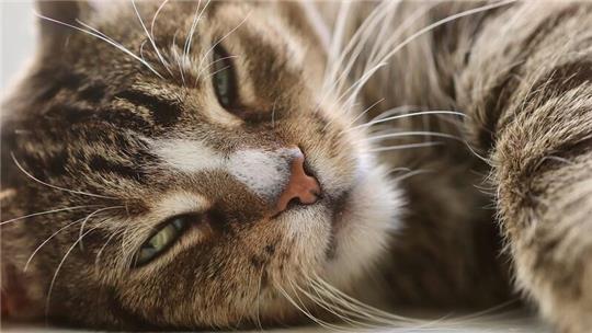 In der Samtgemeinde Horneburg ist ein Kater gestorben - vermutlich hatte das Tier Giftköder gefressen.