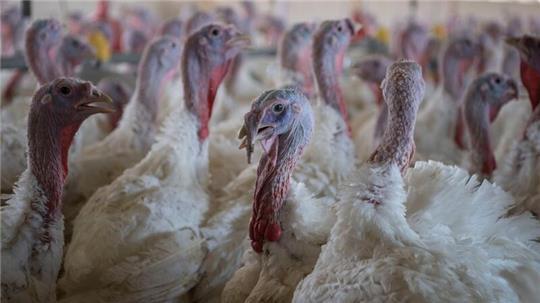 In der Samtgemeinde Lemförde isst die Vogelgrippe in einem Betrieb aufgetreten, 18.000 Tiere müssen getötet werden. (Symbolbild)