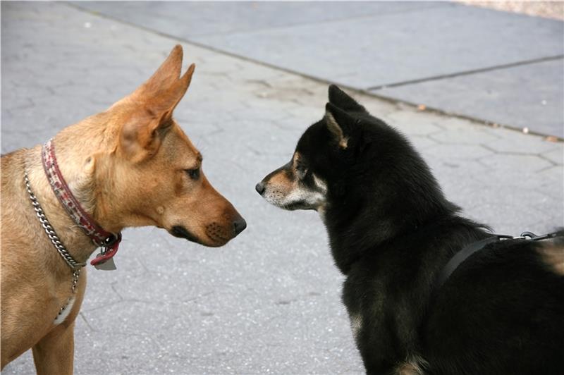 Hunde-Boom beschert Oldendorf-Himmelpforten Rekordeinnahmen In der Samtgemeinde Oldendorf-Himmelpforten wurden in den Jahren der Corona-Pandemie deutlich mehr Hunde gemeldet als sonst. Foto: Bilderbox