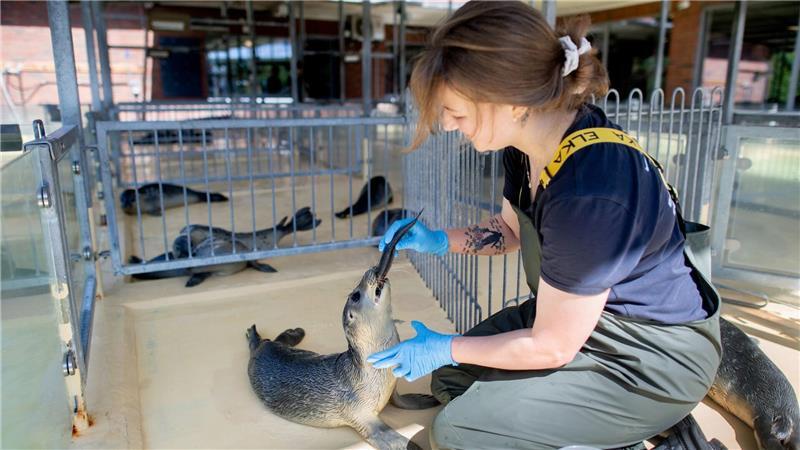In der Seehundstation Norddeich werden verwaiste Jungtiere, sogenannte Heuler, aufgepäppelt. 