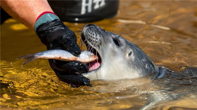 97 Heuler in der Seehundstation Friedrichskoog In der Seehundstation werden die Jungtiere auf ein Leben in Freiheit vorbereitet. (Archivbild)