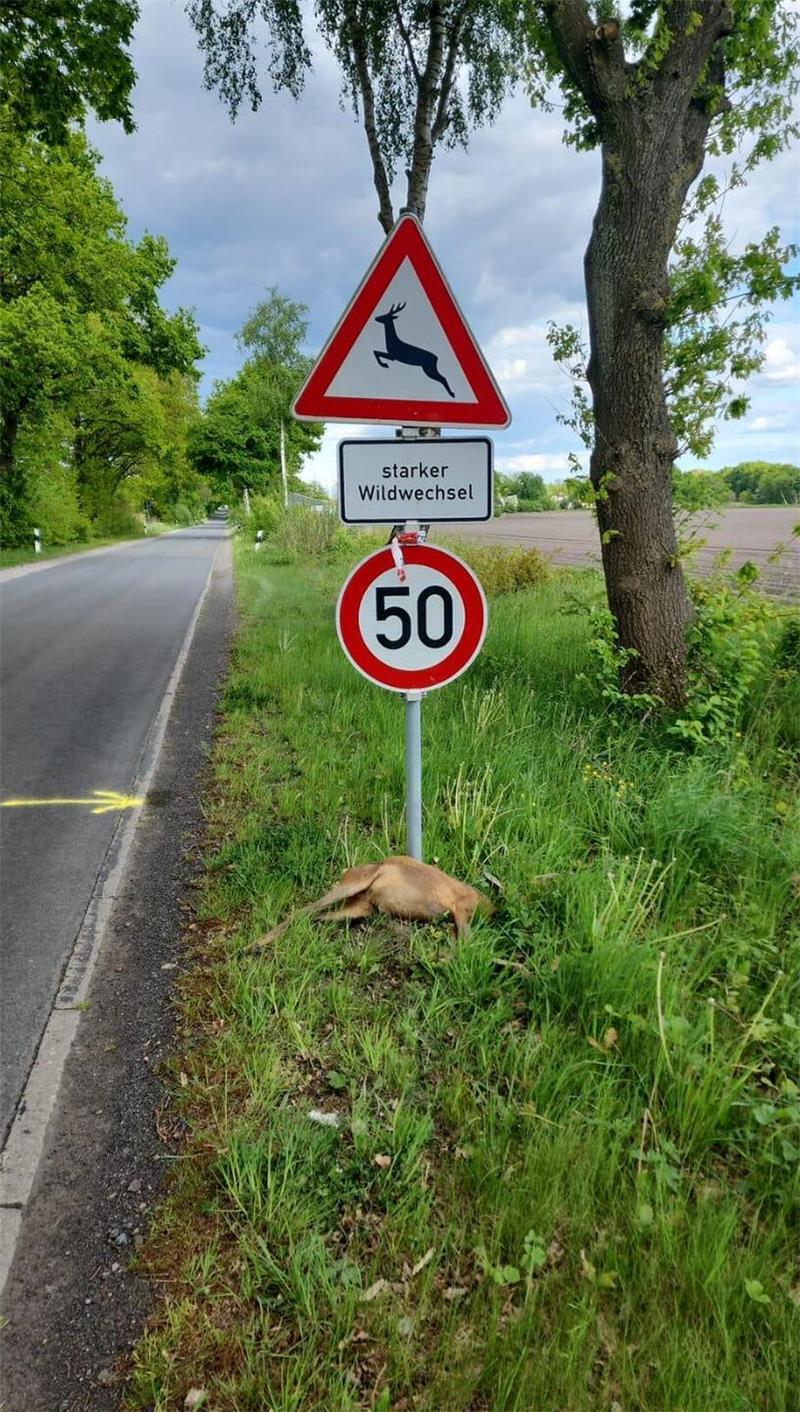 Ein totes Rehkitz liegt am Seitenrand des Hagener Wegs, dahinter stehen Schilder, die auf 50 km/h Höchstgeschwindigkeit und starken Wildwechsel hinweisen.