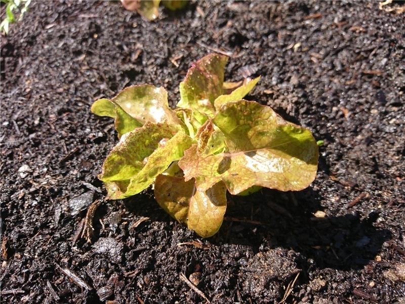 In der Vielfaltsgärtnerei von „BeVegWas“ wachst unter anderem Salat. Foto: Randy Mau