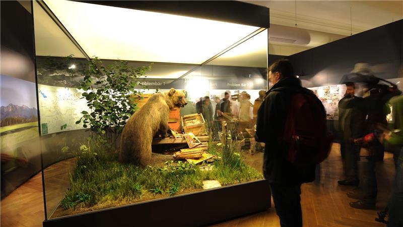 Braunbär Bruno im Museum: Freiheitssymbol und Schaustück In der Vitrine kann der Braunbär besichtigt werden. (Archivbild)