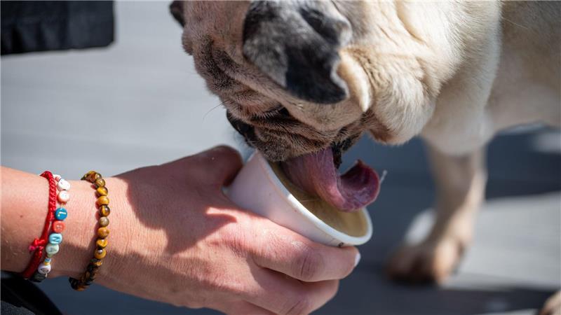 Wenn Eisdielen auf den Hund kommen In der Zeit, in der ein Hund sein Eis schleckt, kann der Hundebesitzer selbst in Ruhe genießen.
