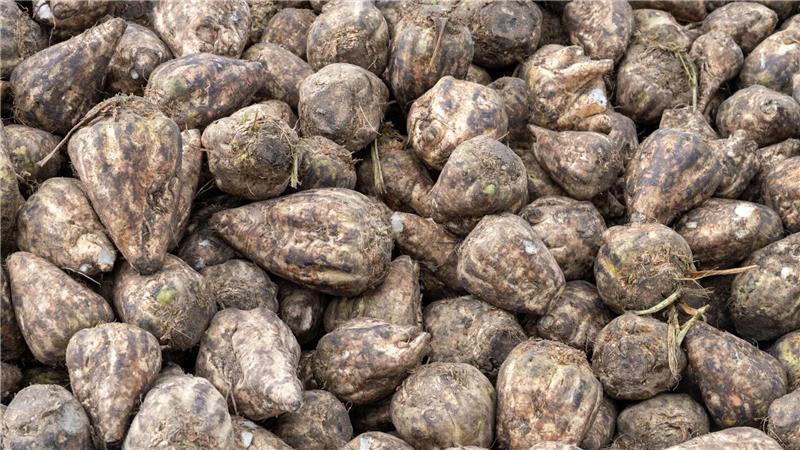 Rund 1,8 Millionen Tonnen Zuckerrüben in Anklam verarbeitet In der Zuckerrüben Kampagne 2025/2026 hat die Anklamer Zuckerfabrik mehr als 1,8 Millionen Tonnen Zuckerrüben verarbeitet. (Archivbild)