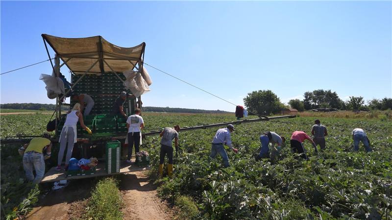 Immer mehr Hitzestress: UN-Organisationen schlagen Alarm In der prallen Sonne besonders exponiert: Arbeiter auf dem Feld (Archivbild)