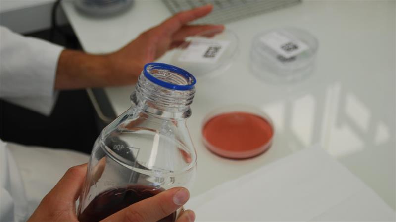In Apensens Eisfabrik: Coole Spezialitäten am laufenden Band In der runden Petrischale werden Proben zur Bakteriensuche angelegt.