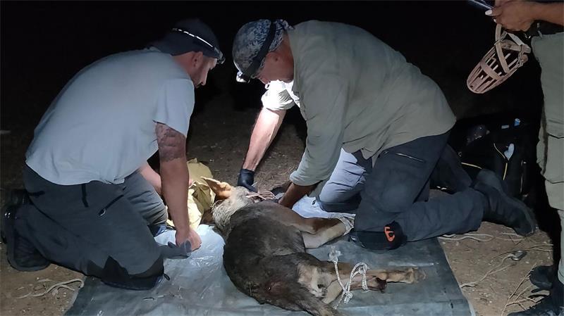 Kind (4) angegriffen? Wölfin in Griechenland geht in Falle In die Falle gegangen: Tierschützer kümmern sich um die verletzte Wölfin. (Handout)