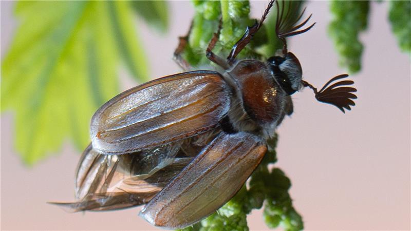 In diesem Jahr fliegen voraussichtlich bis zu einer halben Milliarde Maikäfer aus.