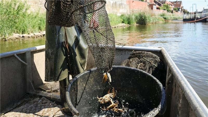 Fischer: Deutlich weniger Wollhandkrabben in der Elbe In diesem Jahr hat der Elbfischer Eckhard Panz nur wenige der hier nicht heimischen Tiere aus seinen Netzen geholt.