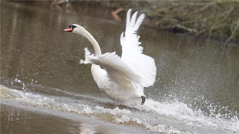 In diesem Jahr sind die Alsterschwäne im Stadtteil Ohlsdorf untergebracht - und müssen dort wegen der Vogelgrippe ein wenig länger ausharren als üblich. (Symbolfoto)
