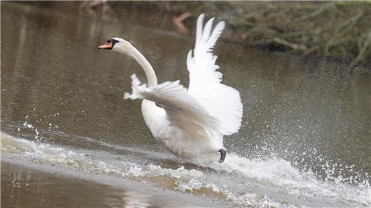 In diesem Jahr sind die Alsterschwäne im Stadtteil Ohlsdorf untergebracht - und müssen dort wegen der Vogelgrippe ein wenig länger ausharren als üblich. (Symbolfoto)