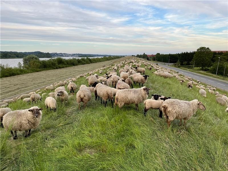 In diesem Jahr werden die Schafe in Hinterbrack ungestört sein, die Siel- und Deichbauarbeiten starten erst im April 2023. Foto: Vasel
