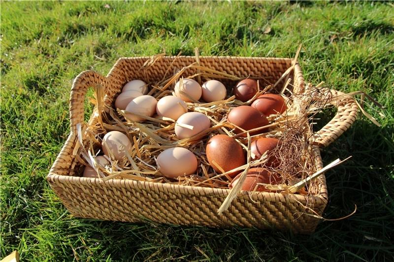 In diesem Korb liegen hellbraune Wyandotten-Eier und rotbraun-gesprenkelte Marans-Eier , die der Rassegeflügelzüchterverband Jork und Umgebung bei Mitgliedern eingesammelt hat. Foto: Richter