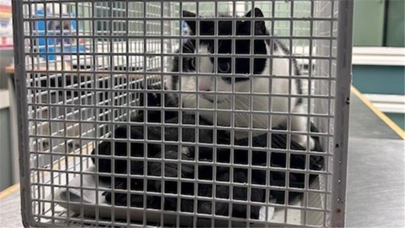 Katze fährt in Bahn nach Hamburg – und wird von der Polizei geschnappt In diesem Transportbehälter brachten Bundespolizisten die ausgebüxte Katze "Lizzy" in das Tierheim..