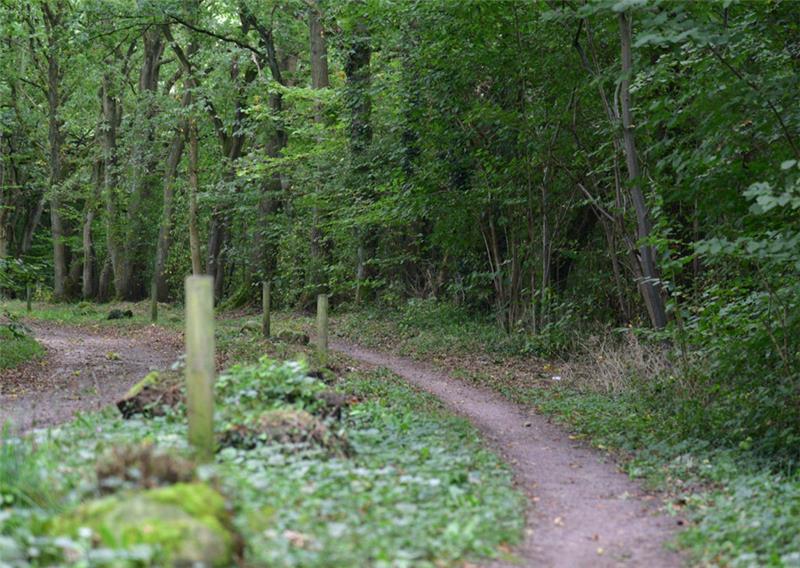 In diesem Wald bei Riensförde steckten die Täter den Golf in Brand.
