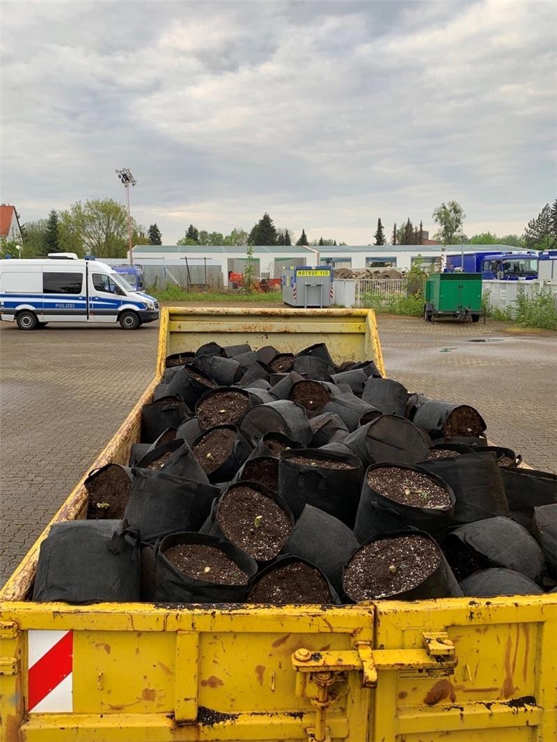 Riesiger Drogenfund beschäftigt 350 Polizisten vier Tage lang In diesen Blümenkübeln waren die Cannabis-Pflanzen verstaut. Foto: Polizeiinspektion Goslar