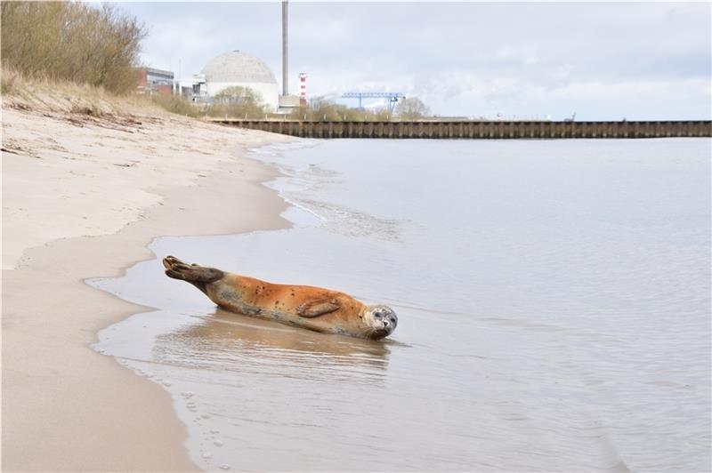 In dieser Lage lag der Seehund mehrere Stunden am Bassenflether Strand. Spaziergänger und Bürgermeister befürchteten, dass das Tier krank oder verletzt sein könnte. Foto: Battmer