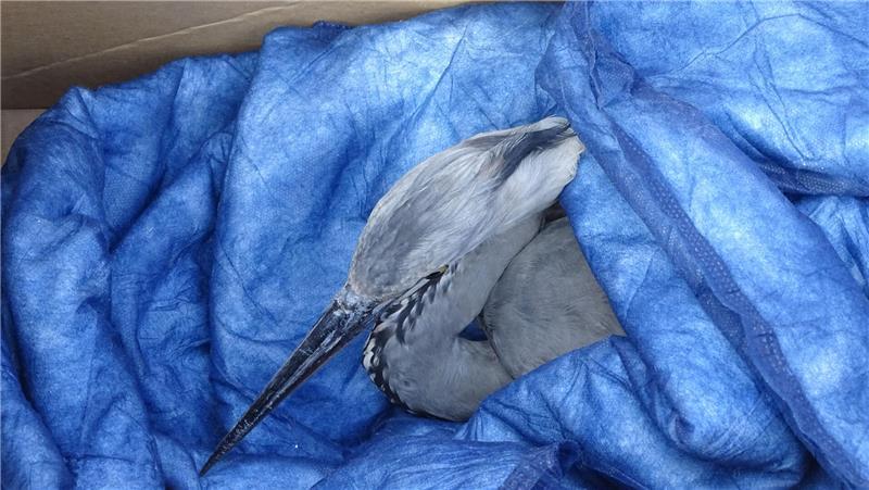 In eine Decke gehüllt, konnte der Vogel zur Wildtierauffangstation gebracht werden.